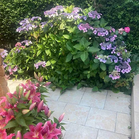 Les Albatros Tatil Evi