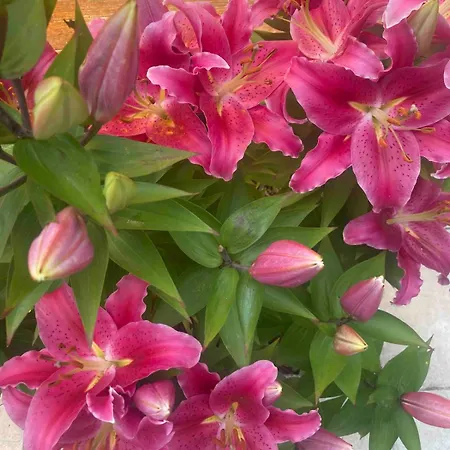 Les Albatros * Veulettes-sur-Mer